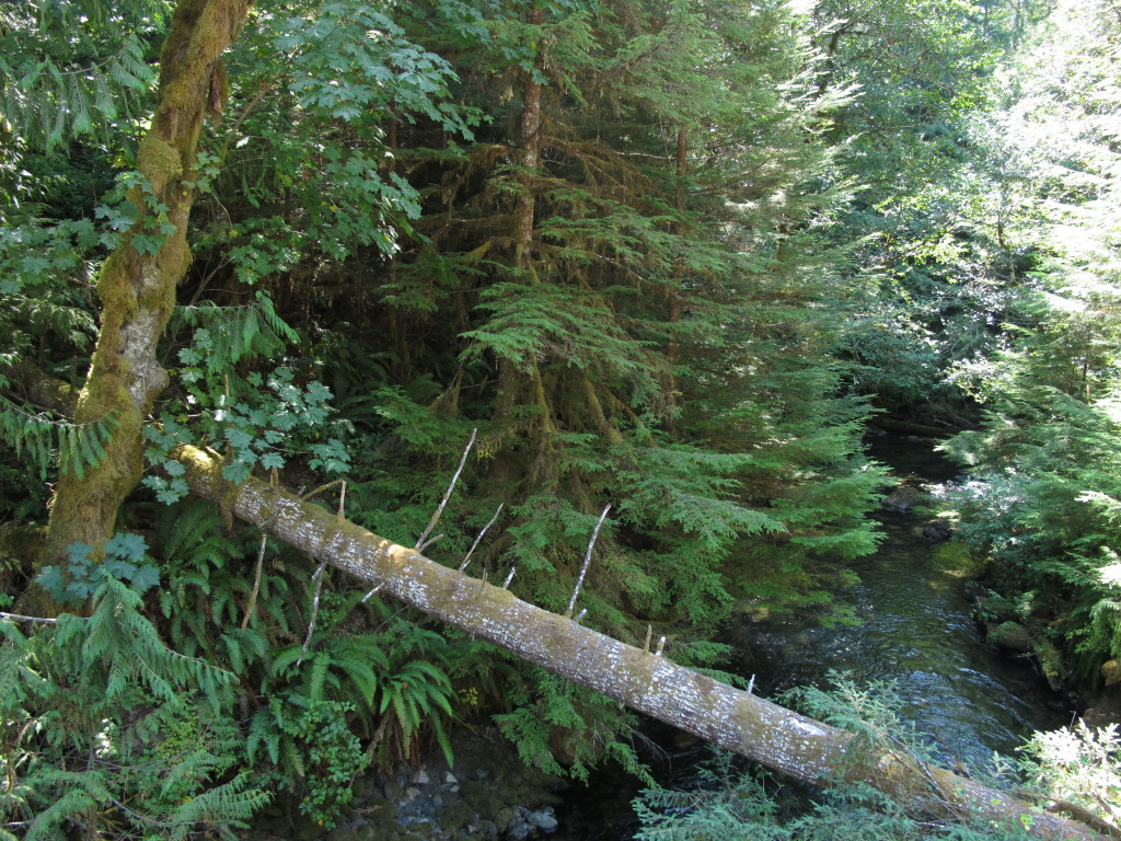 View of native plants along the Lyre River. 