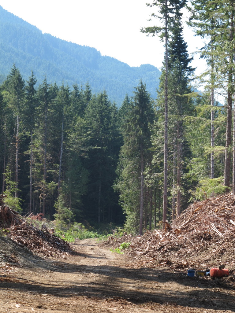 Image of logging road near Lake Crescent