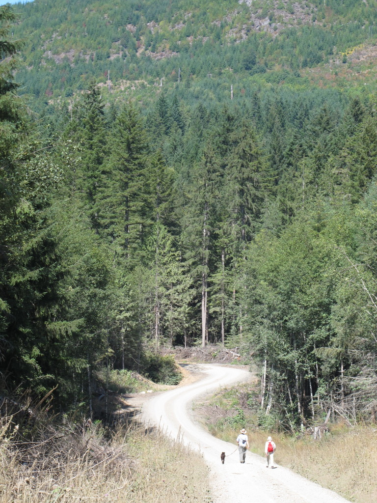 Hikers walking along a logging road