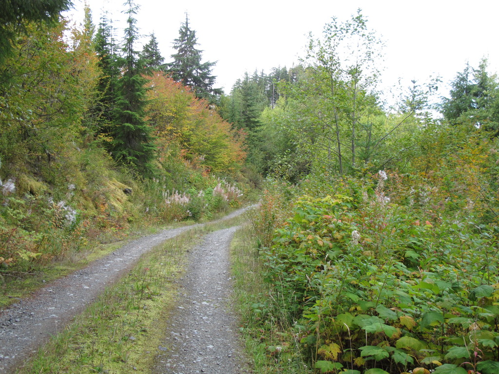 Logging road with diverse growth along the edges.