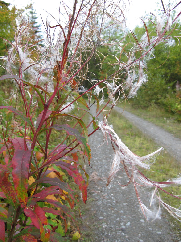 Fireweed, red with fall color and gone to seed