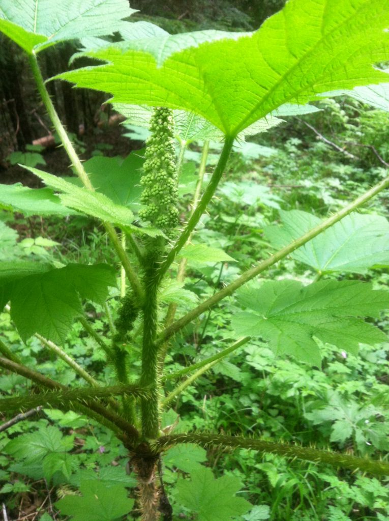 Close-up of spines and spring growth on Devil's Club plant (Oplopanax horridus)