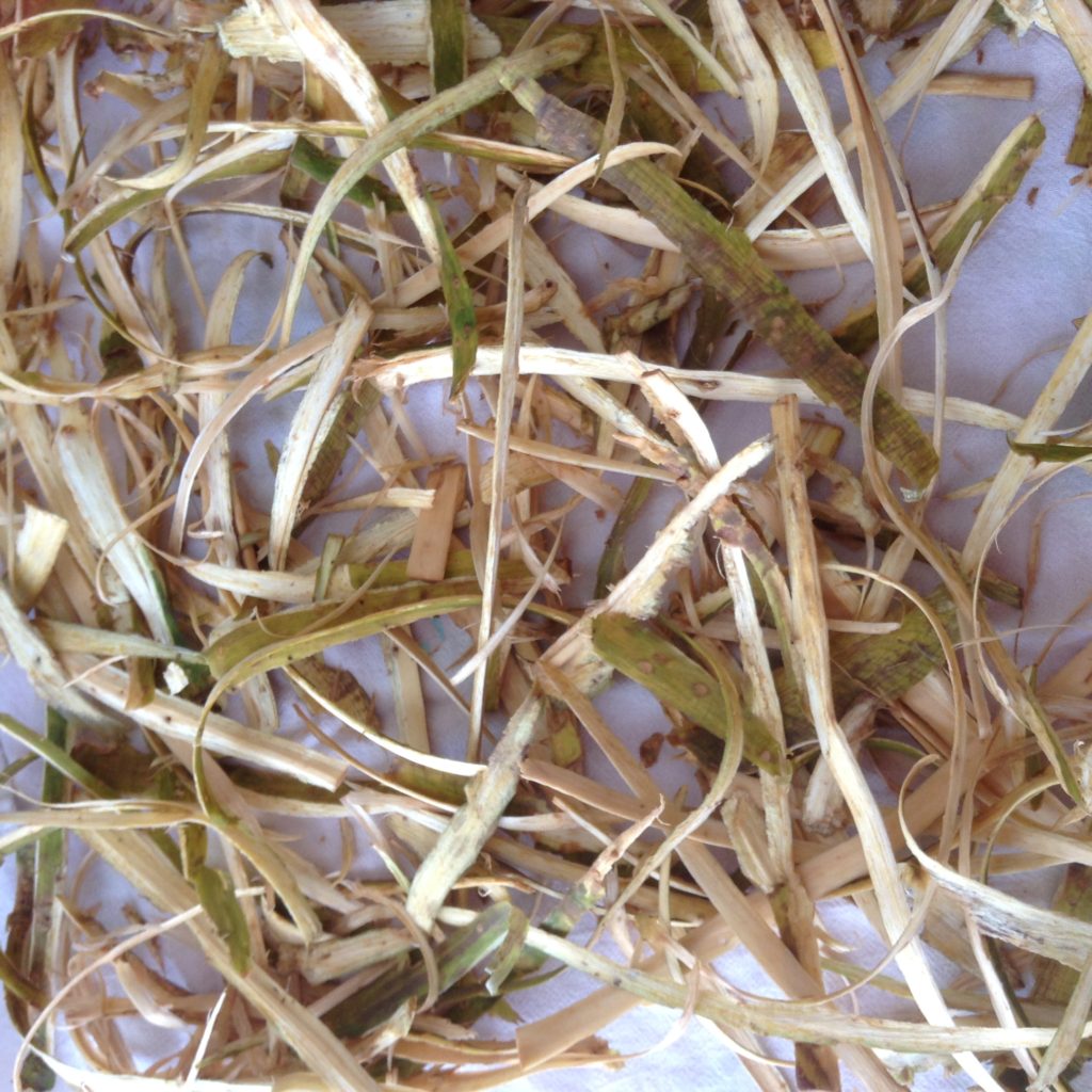 Drying strips of the inner bark from Devil's Club root.