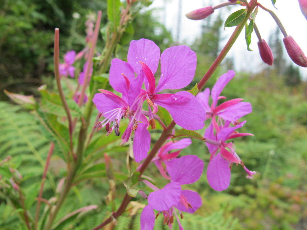 Image of fireweed (Epilobium angustifolium)