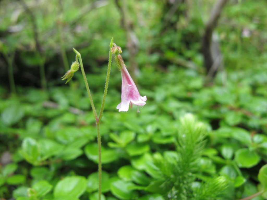 Close-up of twinflower (Linnaea borealis)