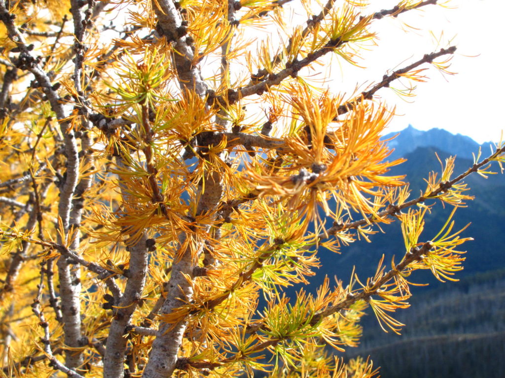 Close-up of larch foliage; on the PCT near Harts Pass.