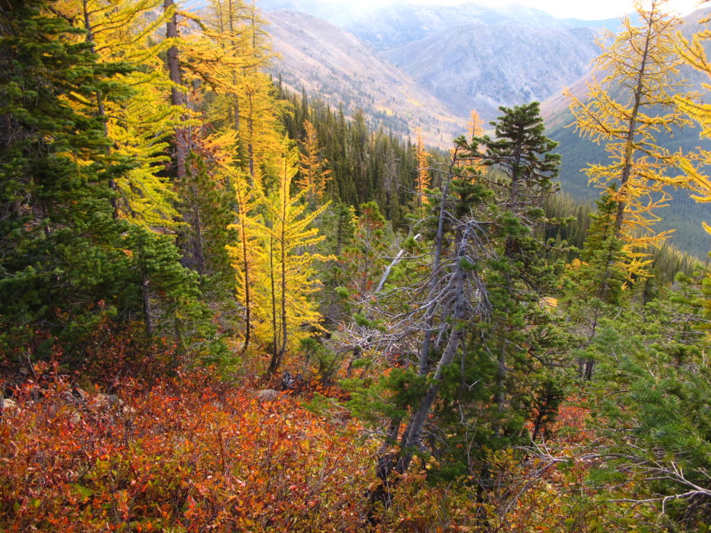 Image of fall colors: alpine larch, blueberry plants, and grasses. Near Grasshopper Pass along the PCT.
