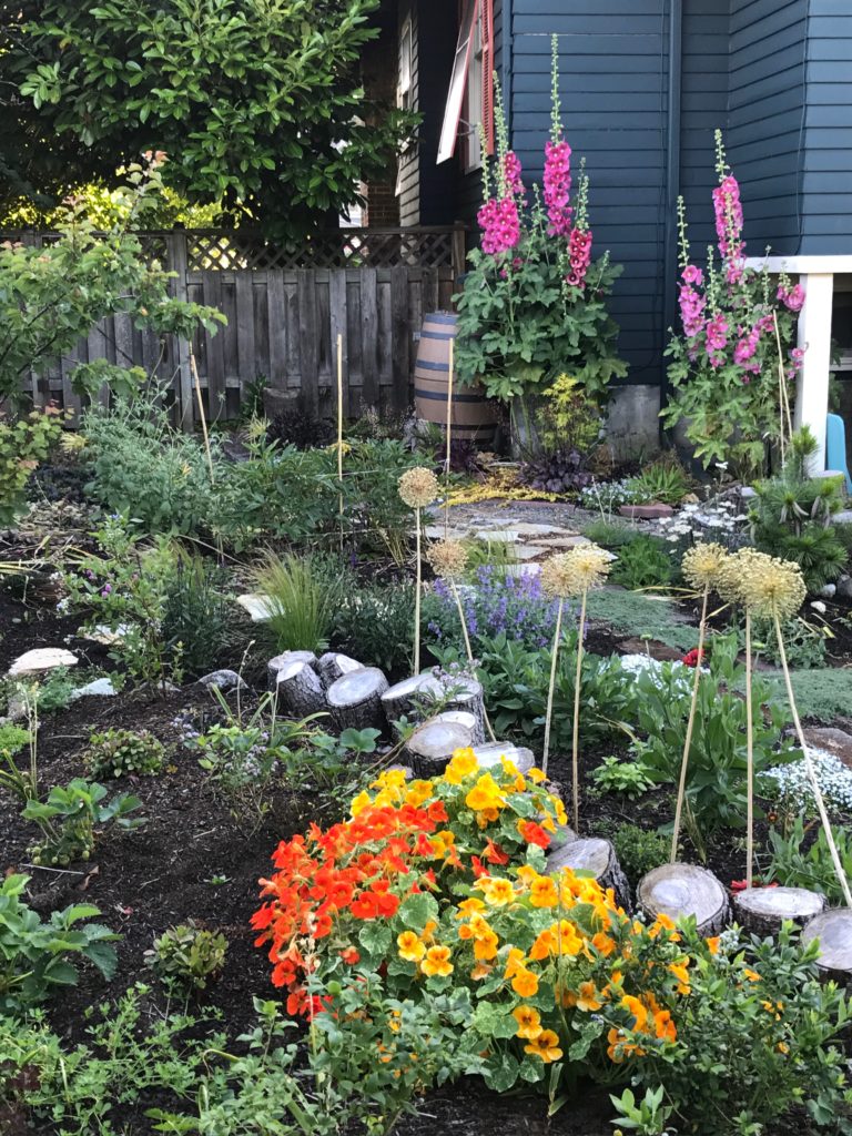 Garden scene: Hollyhocks, nasturtiums, blueberries.