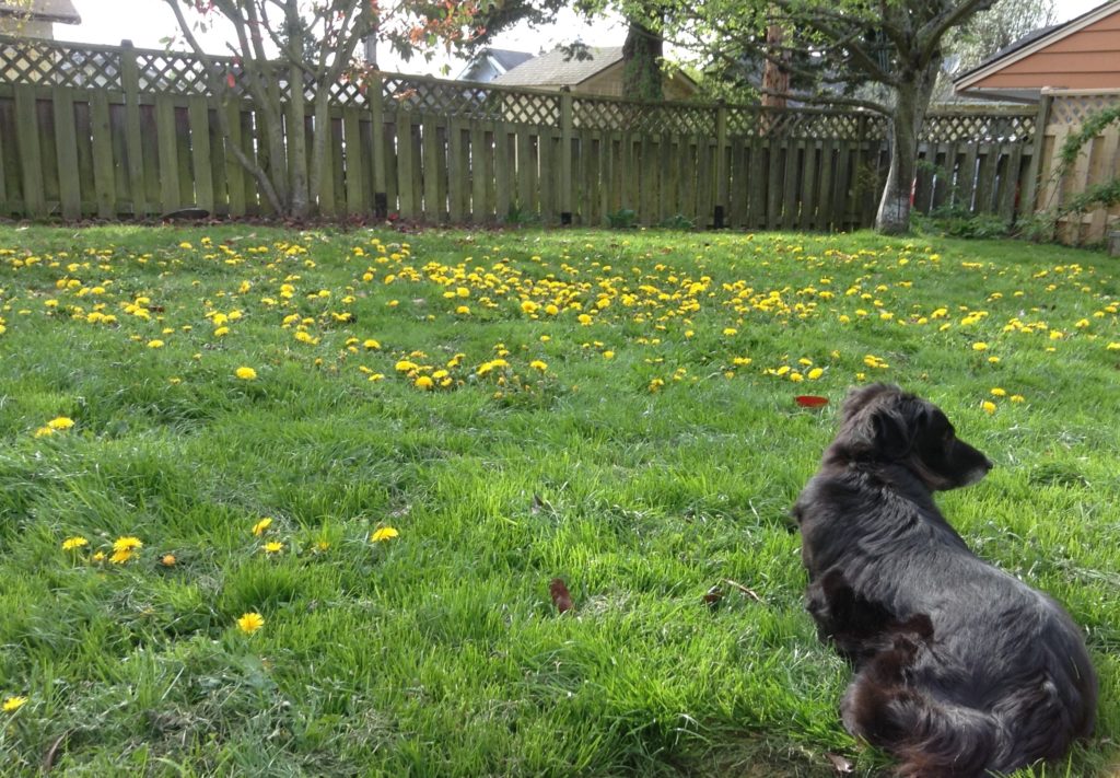 Dog in weedy yard