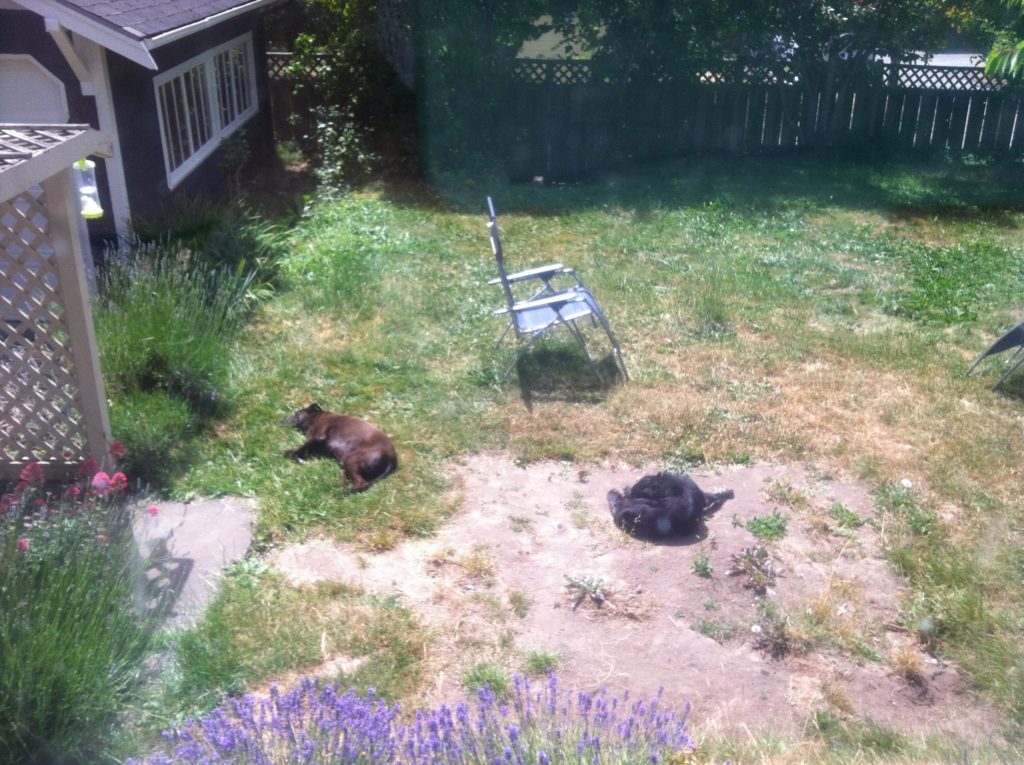 Dogs sleeping in weedy yard with bare soil.