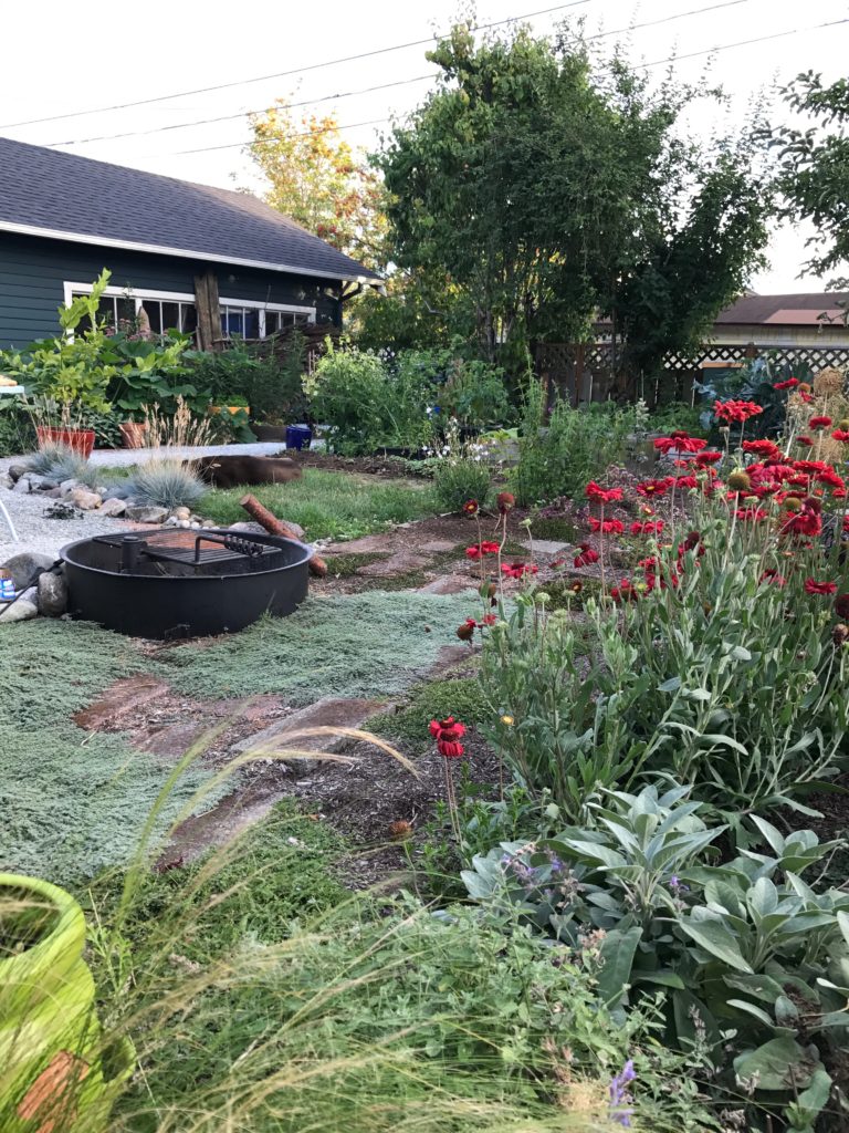 Garden with blanket flower and fire pit. 